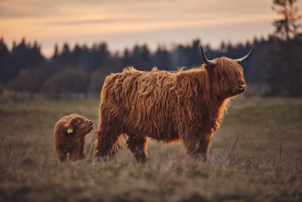 Vaca escocesa en la pradera