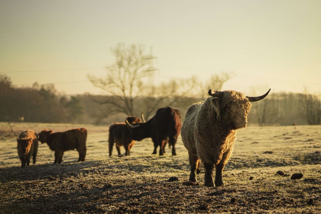 Vaca escocesa con rizos