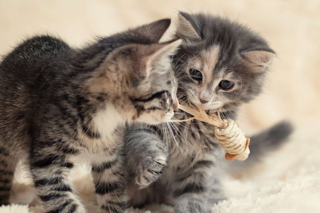 Gatitos jugando