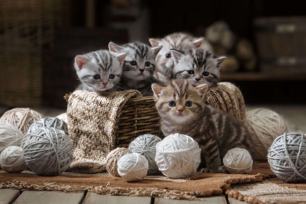 Gatitos con lana