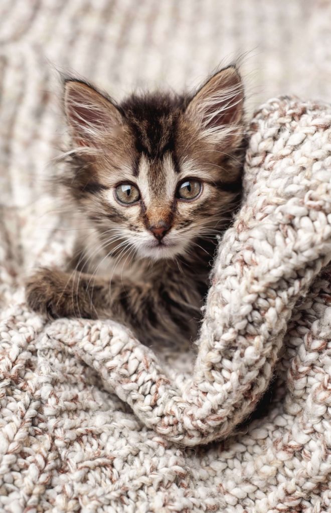 Gatito en una manta