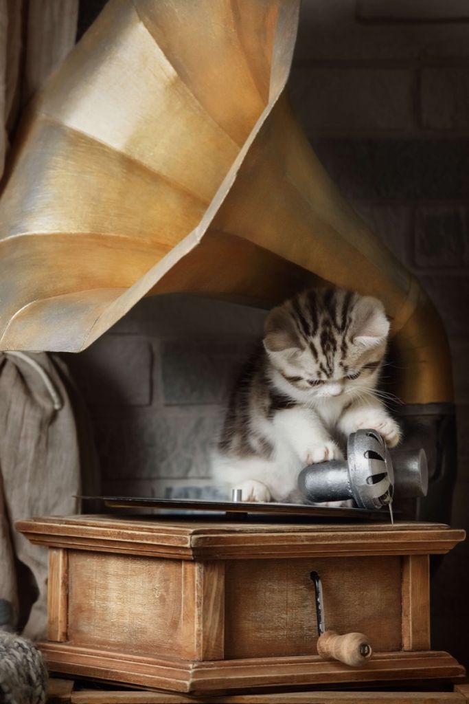 Gato con gramófono
