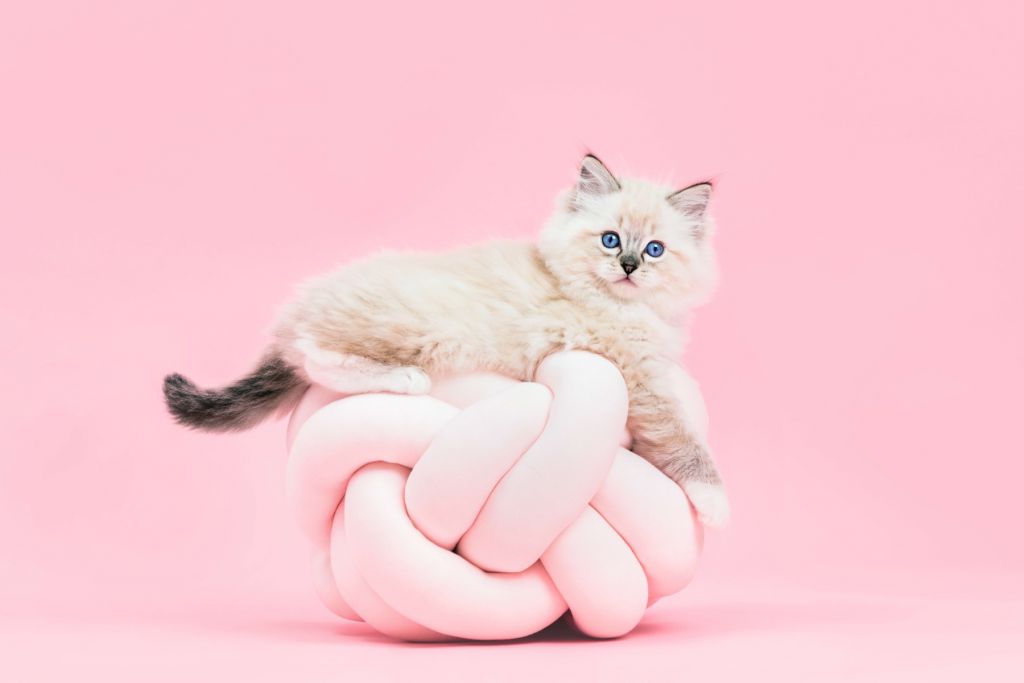 Gato blanco sobre fondo rosa