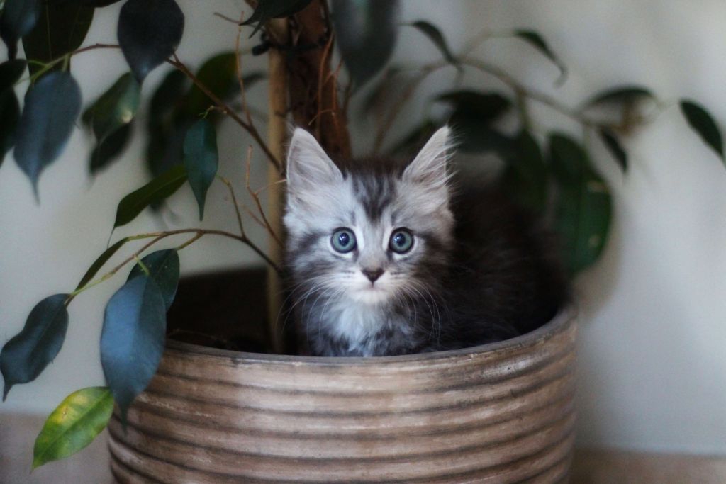 Gato en maceta