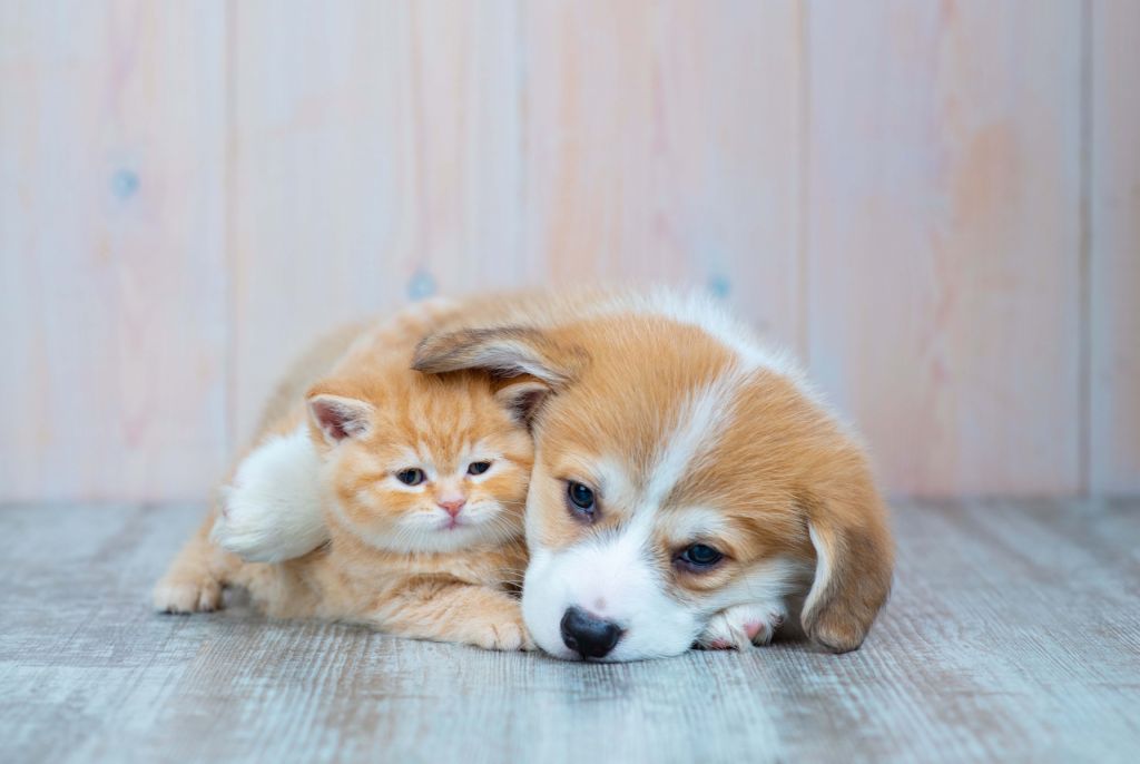 Empapelado de gatitos. Foto de un gatito y un cachorro.