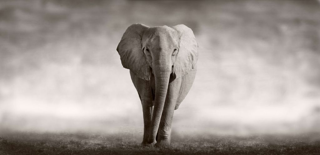 Hermoso elefante