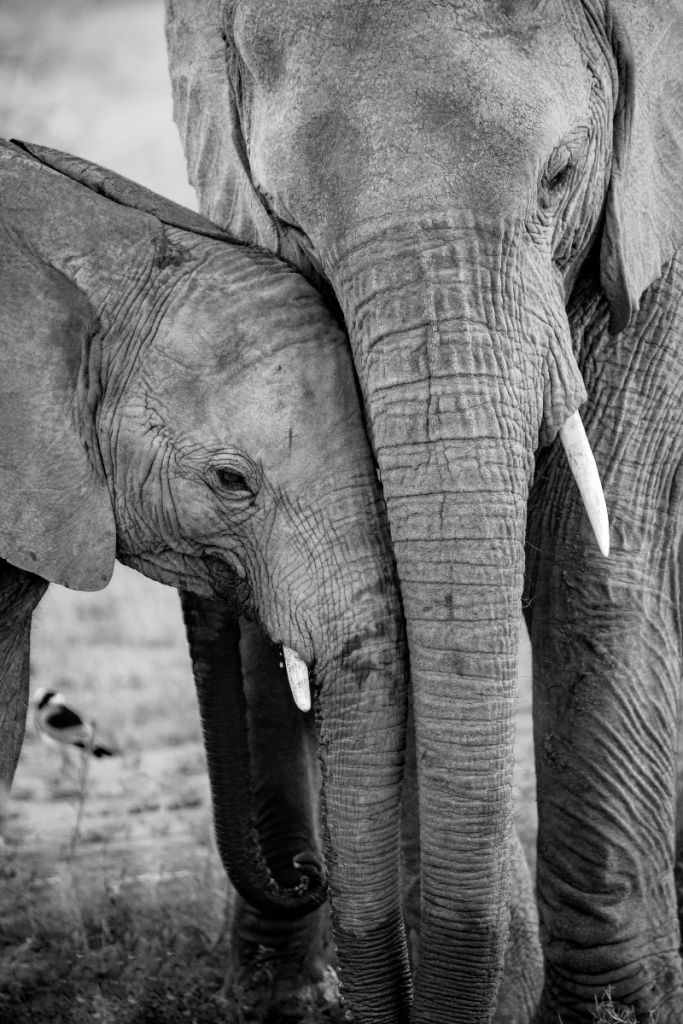 Abrazar a los elefantes