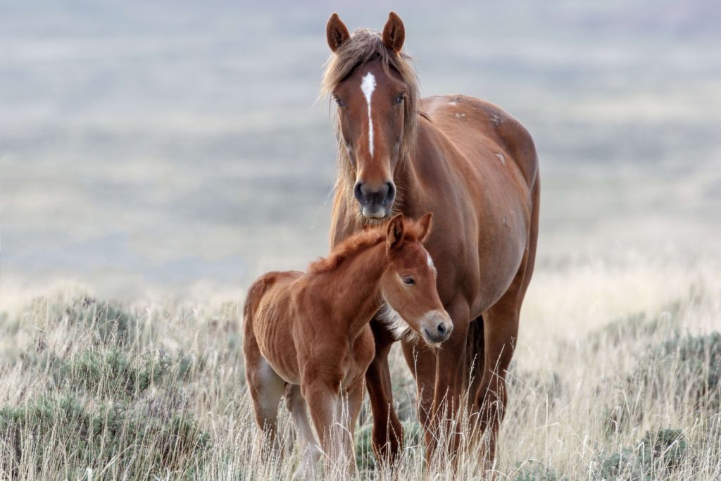 Caballos salvajes