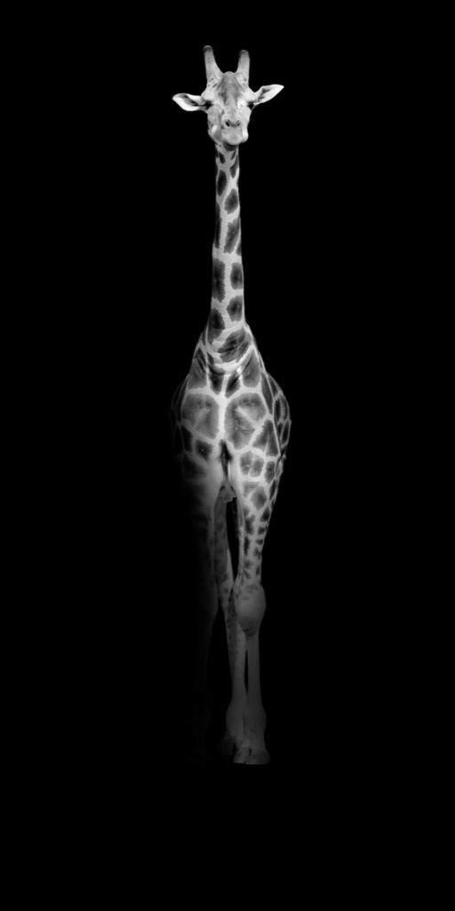 Jirafa en blanco y negro