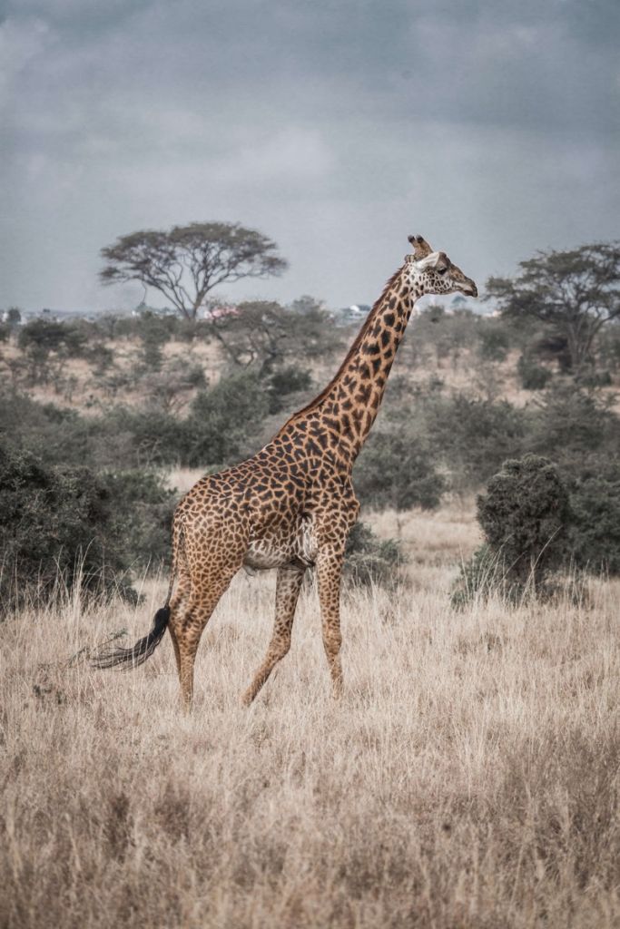 Retrato de jirafa