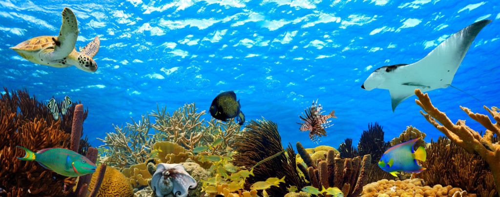 Panorama subacuático