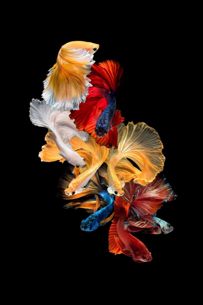 Composición del pescado