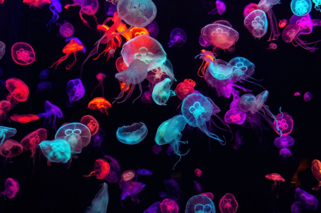 Medusas de colores