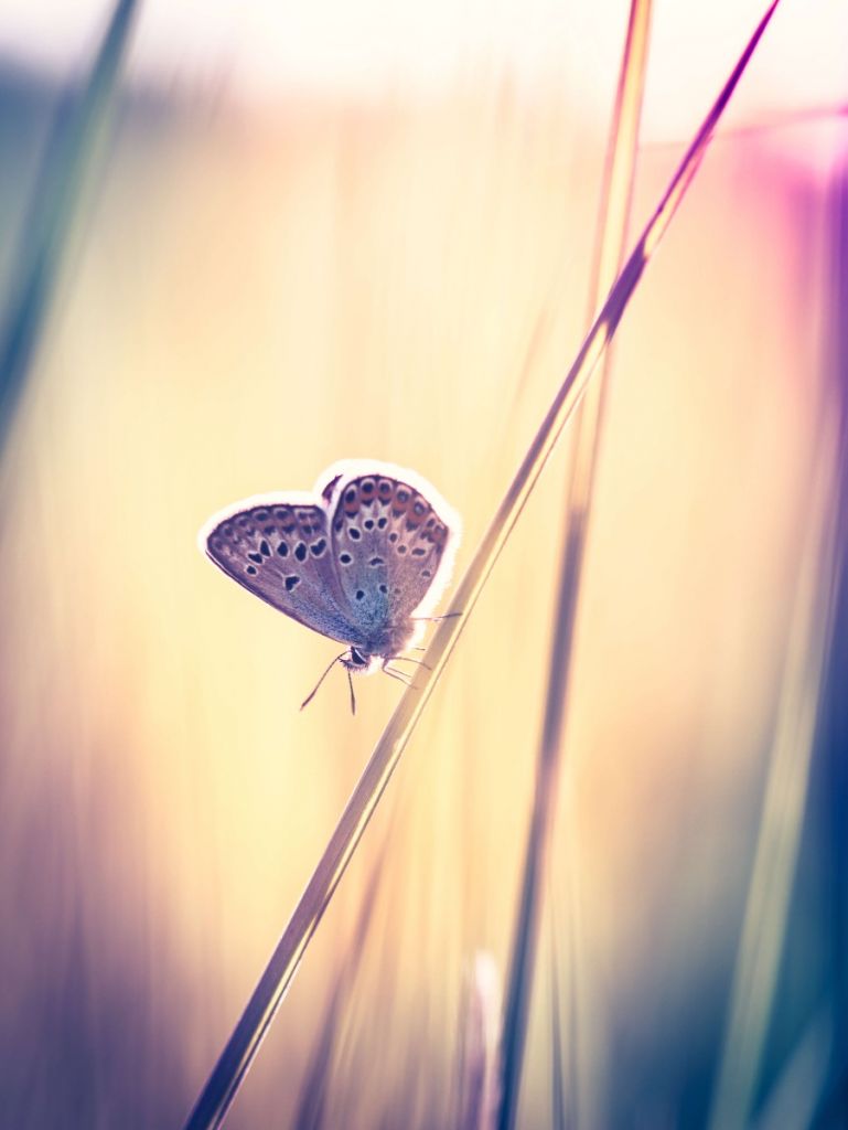 Mariposa de ensueño