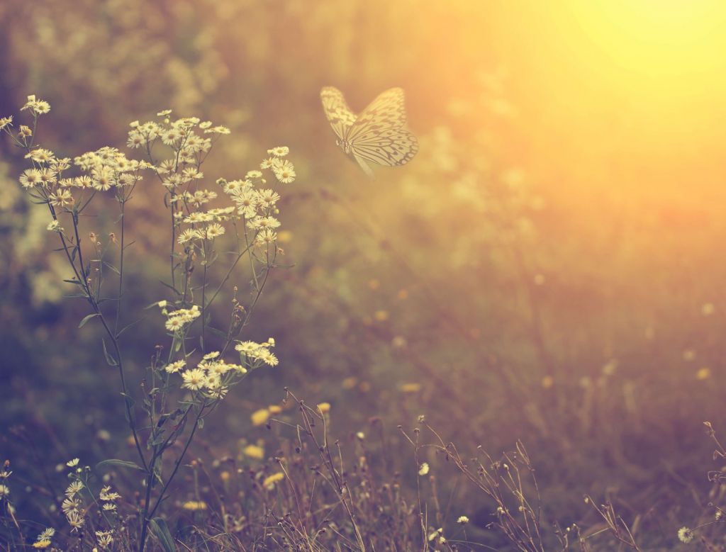 Mariposa con flores