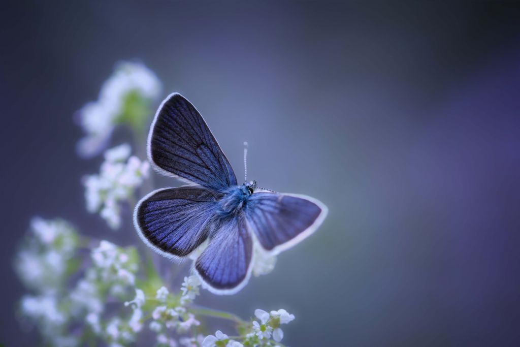 Mariposa azul