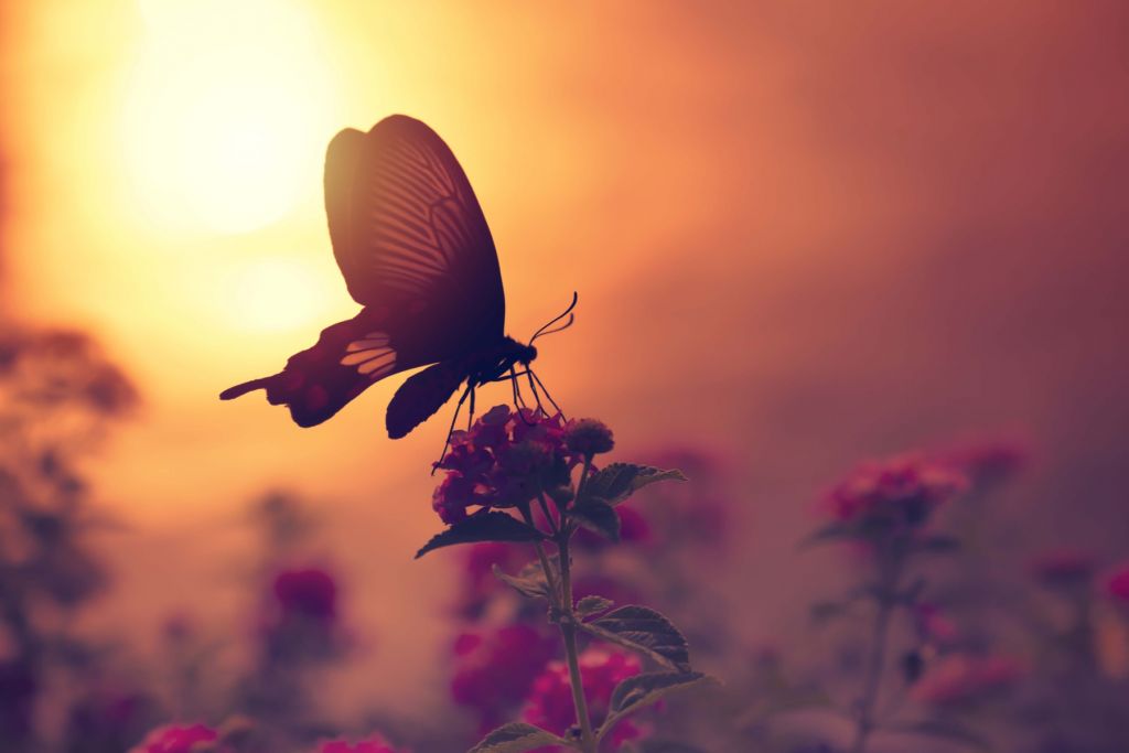 Mariposa con puesta de sol