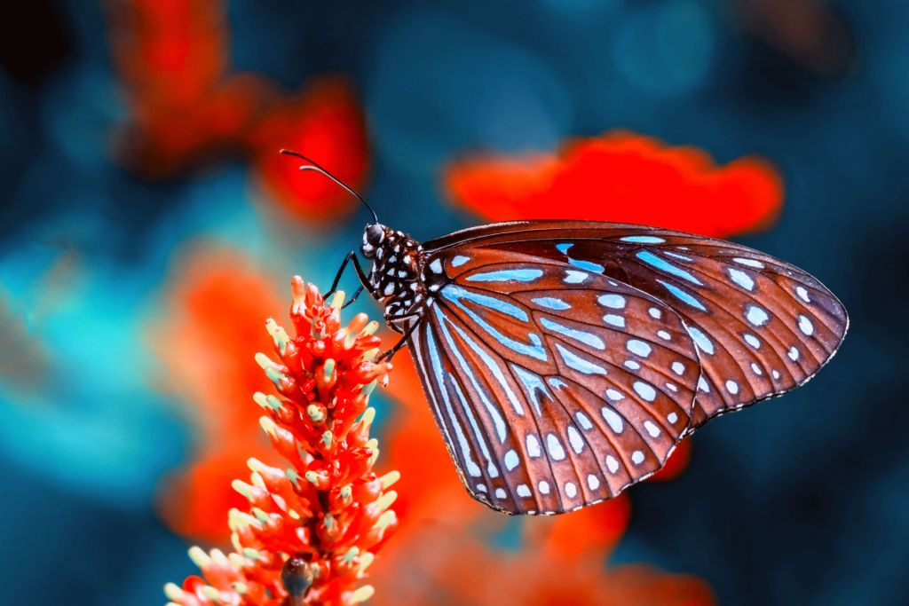 Mariposa roja