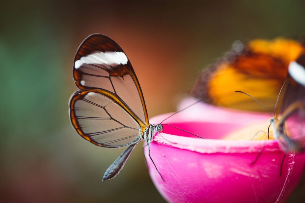 Mariposa con alas transparentes