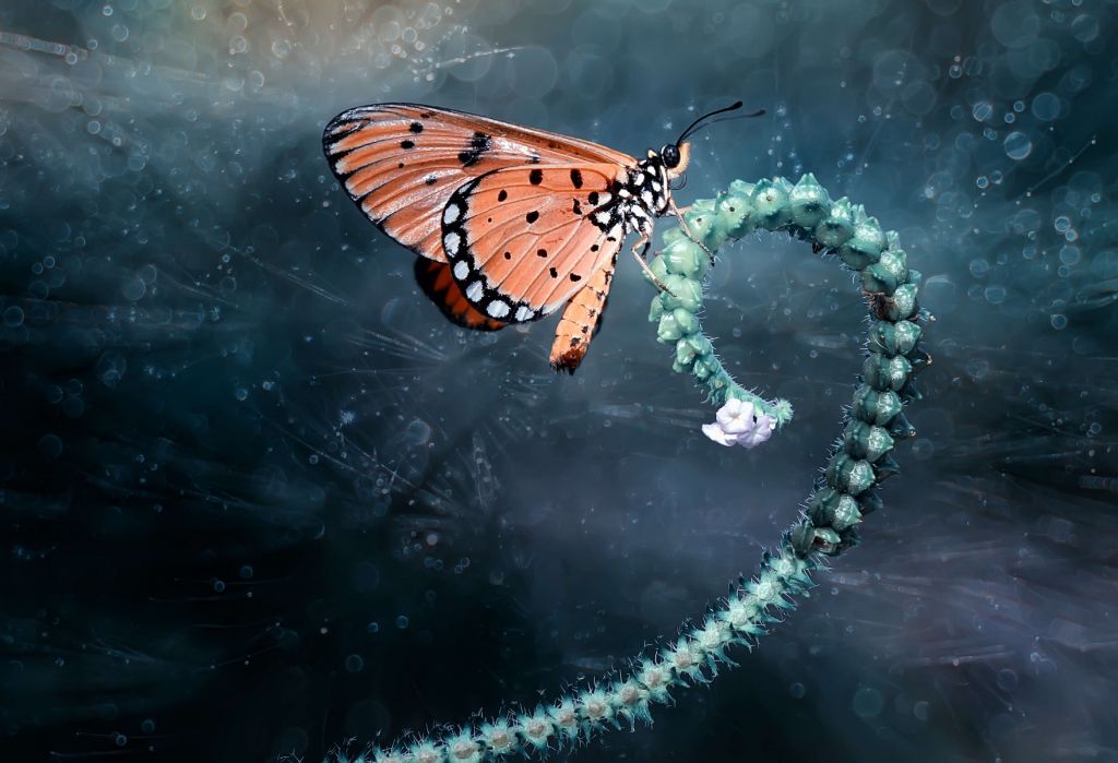 Mariposa en rama