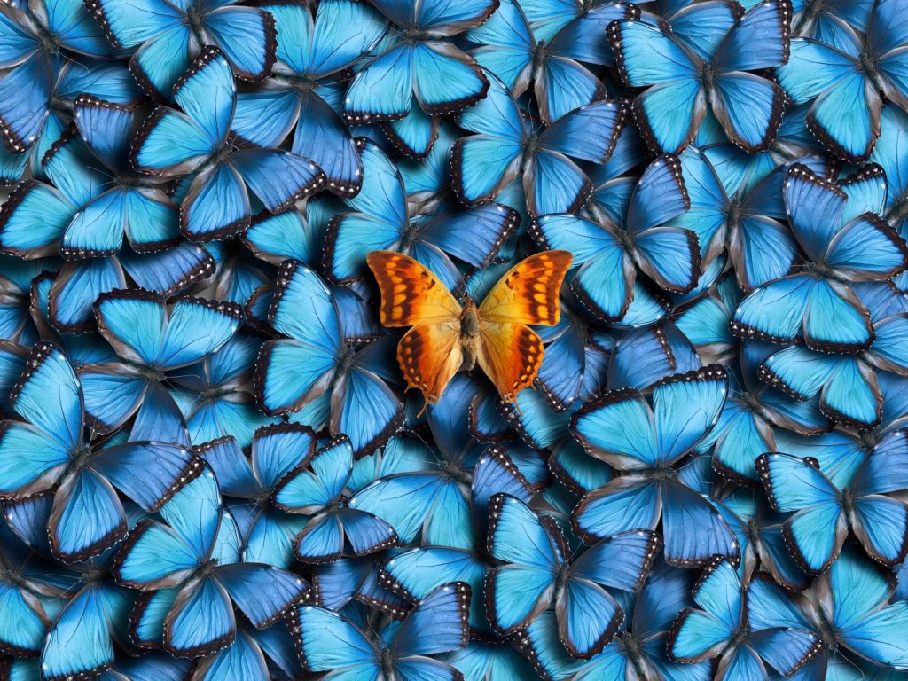 Composición de la mariposa