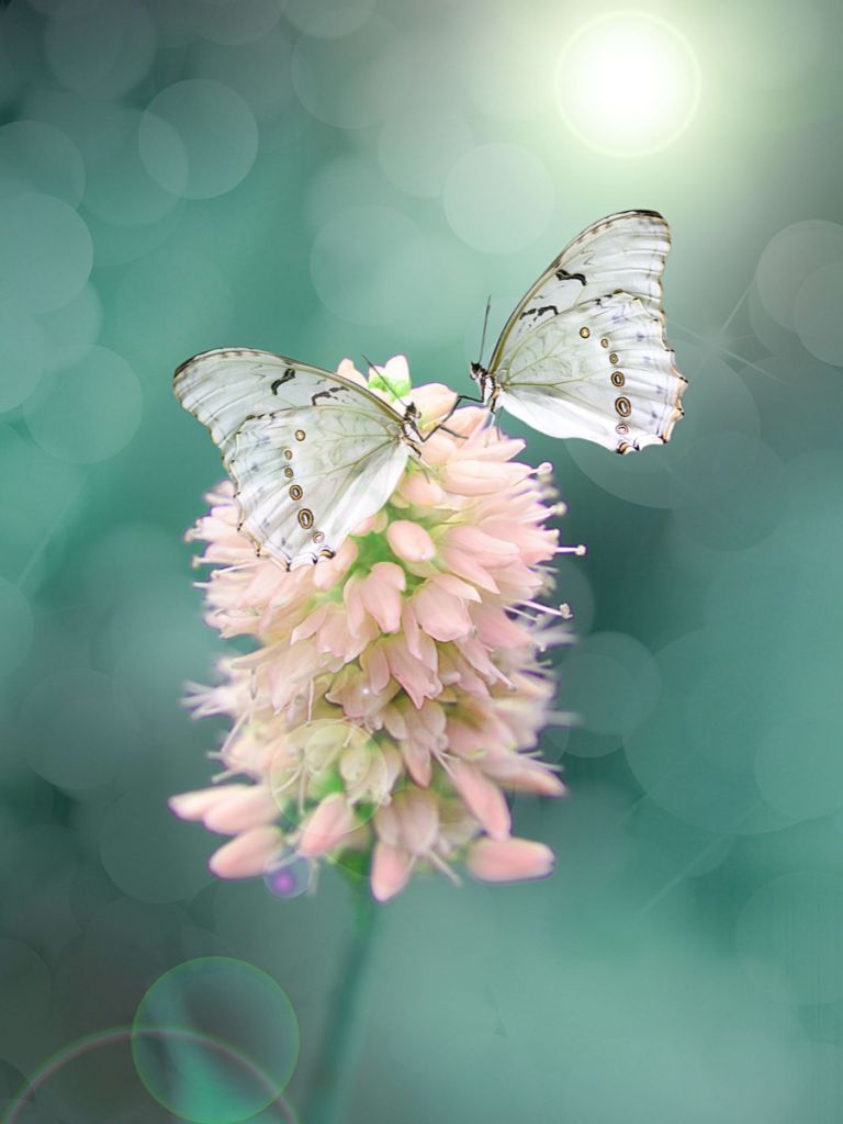 Mariposas blancas