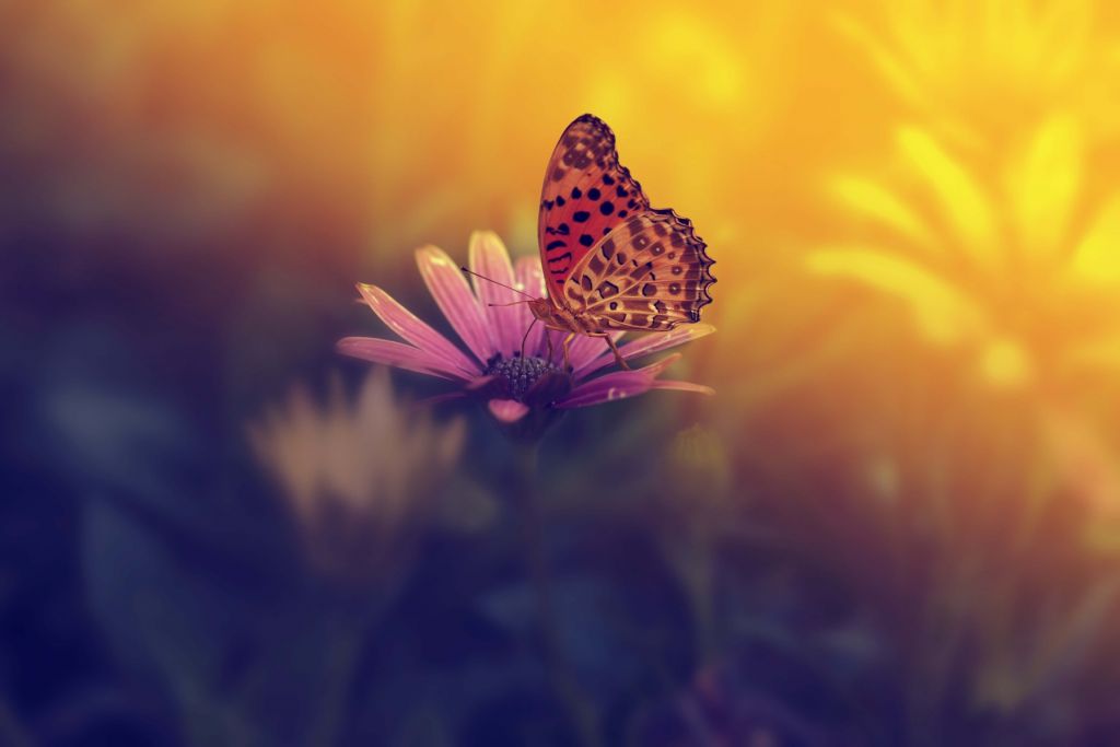 Mariposa roja en una flor