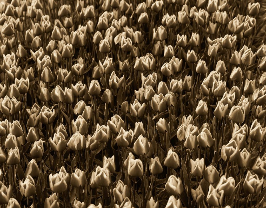 Tulipanes dorados