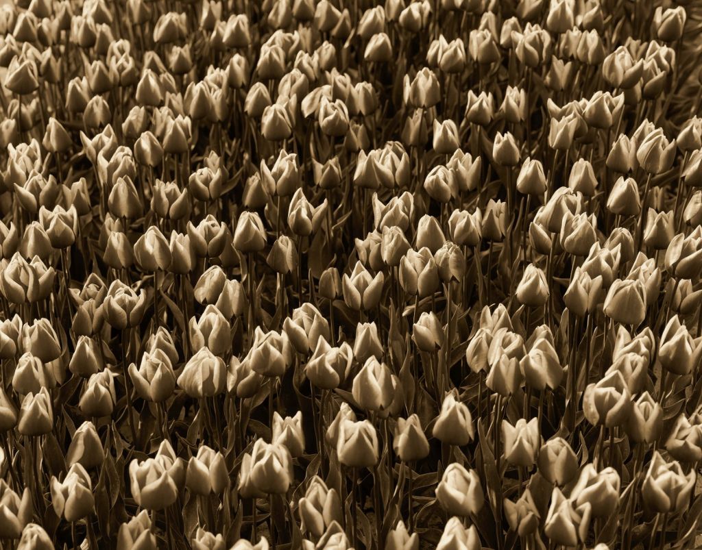 Tulipanes dorados