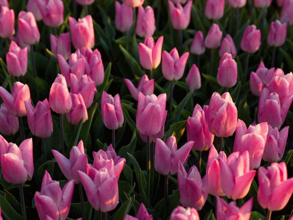 Tulipanes