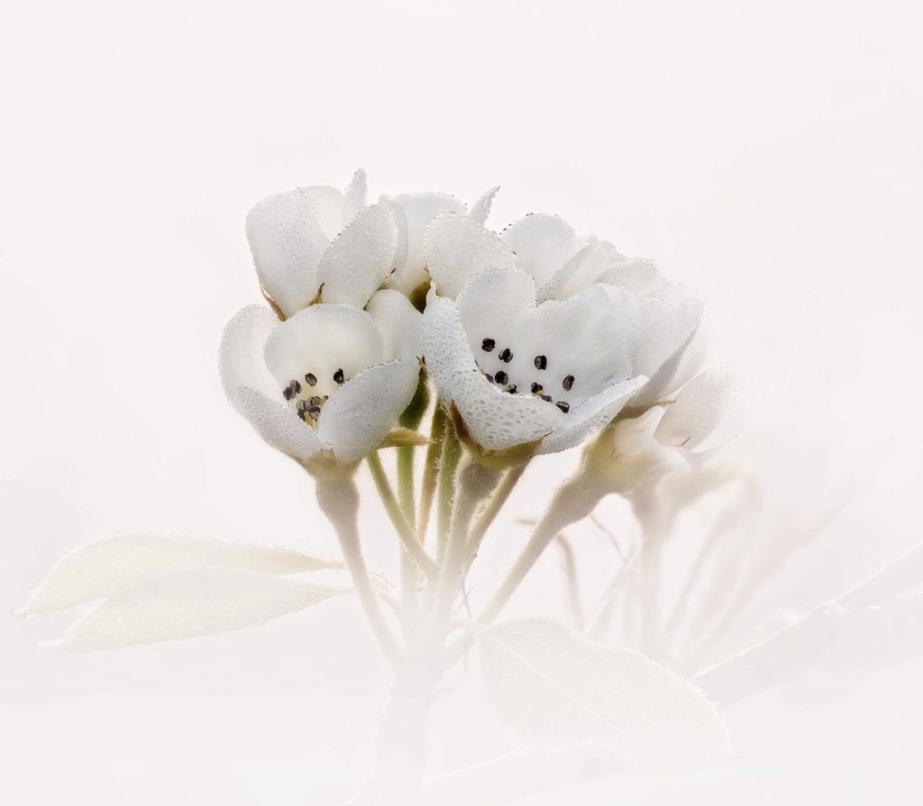 Primer plano de la flor del peral