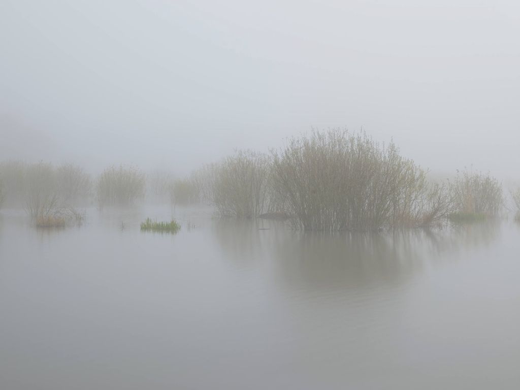 Niebla en la reserva natural