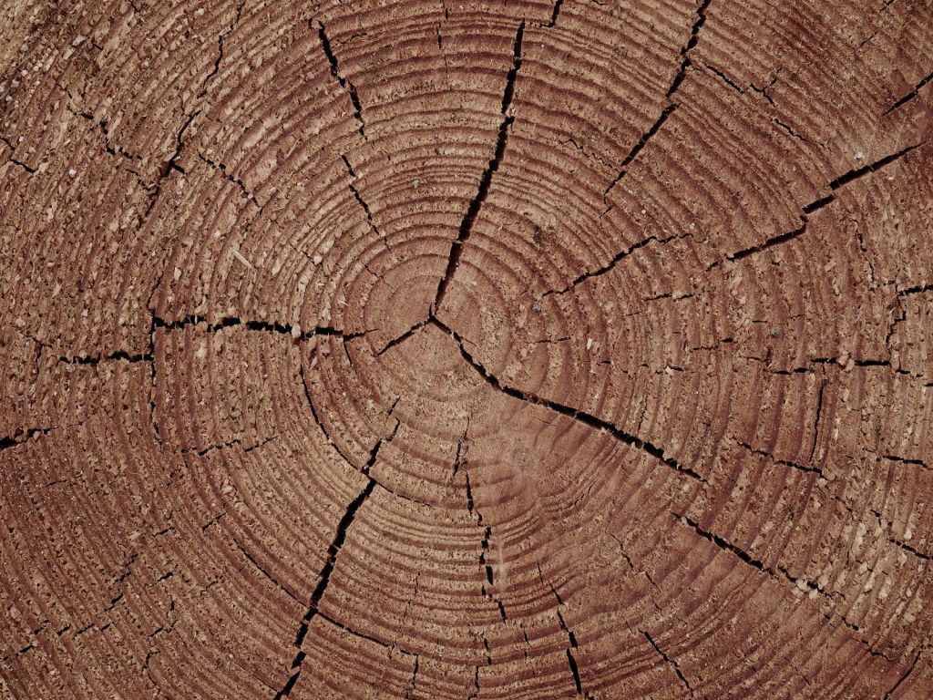 Tronco de árbol con anillos anuales