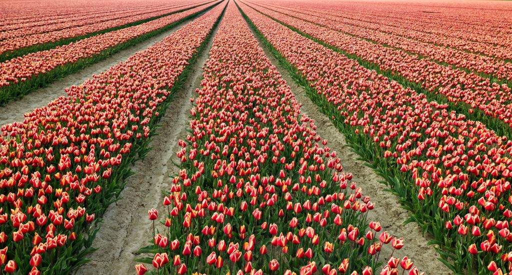 Colorido campo de tulipanes