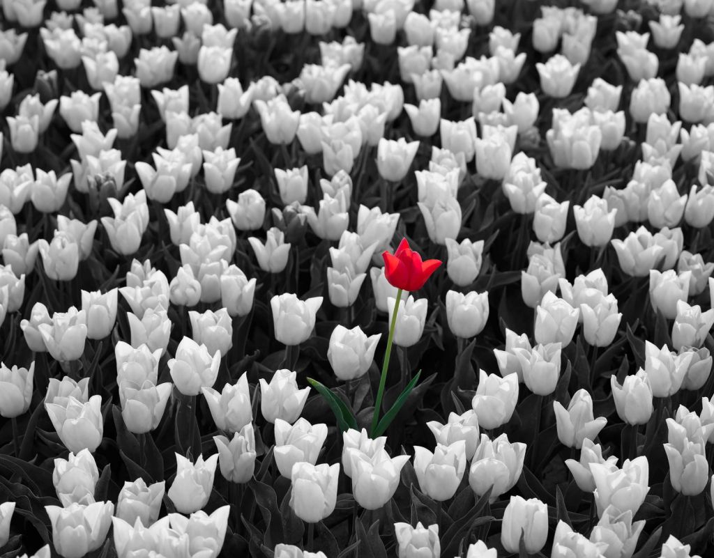 Tulipán rojo