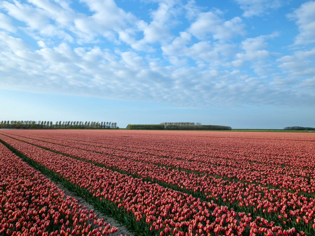 Campo de tulipanes con hermosas nubes