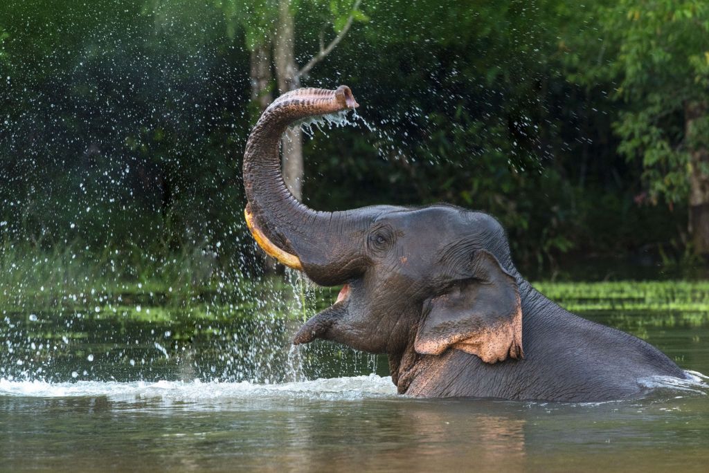 Elefante en el agua