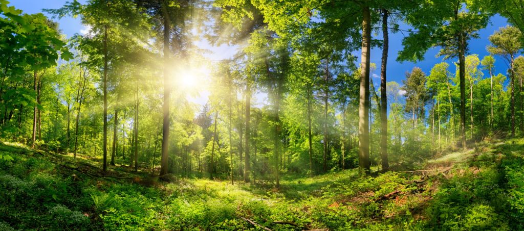 Bosque con rayos de sol