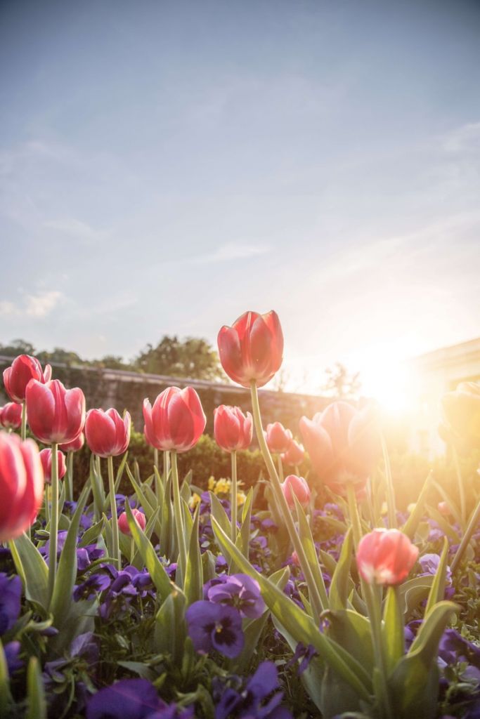 Flores con sol