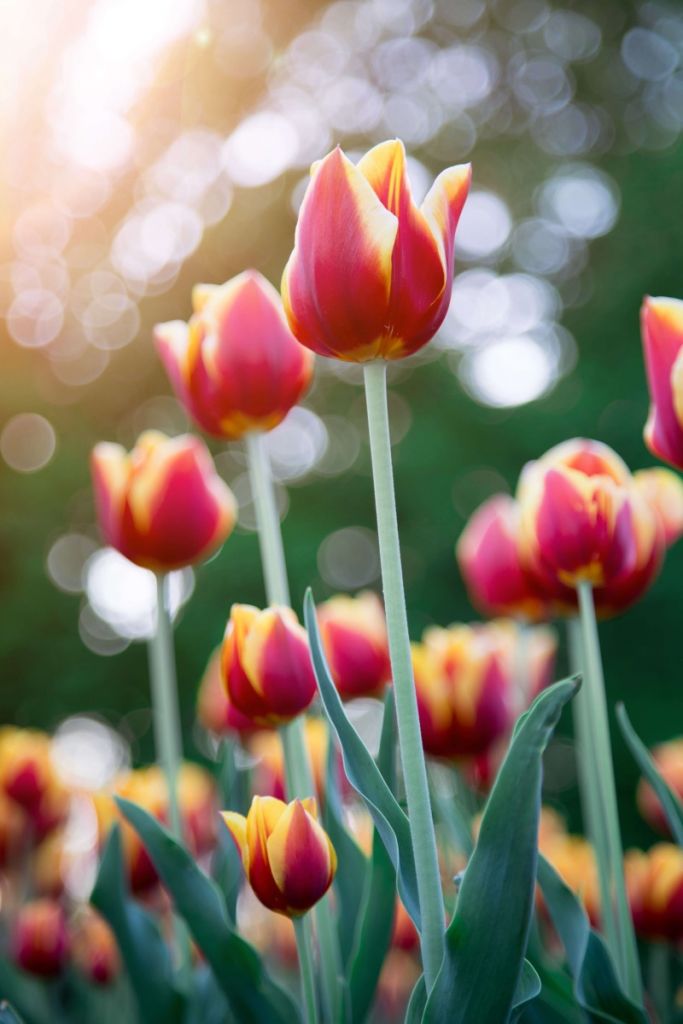 Tulipanes rojos y amarillos