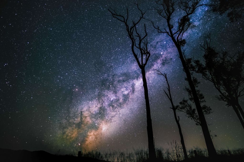 Estrellas entre los árboles