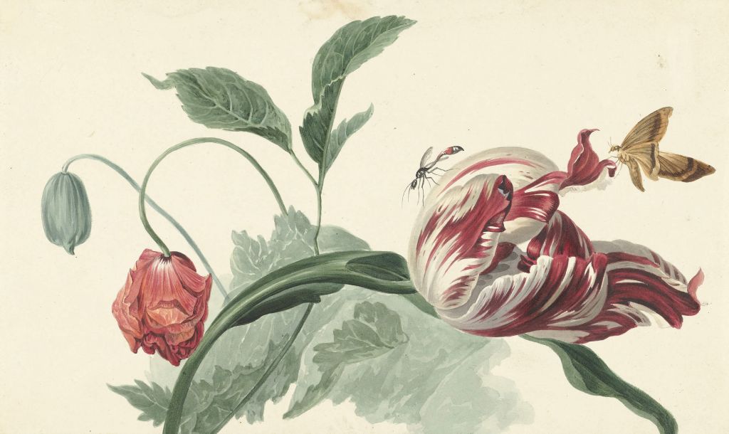 Tulipán y amapola, Willem van Leen
