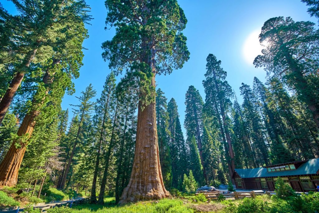 Árboles de Sequoia