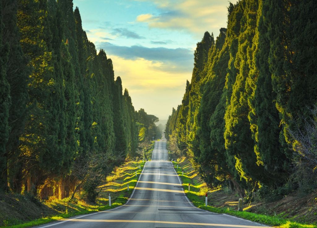 Carretera con árboles altos