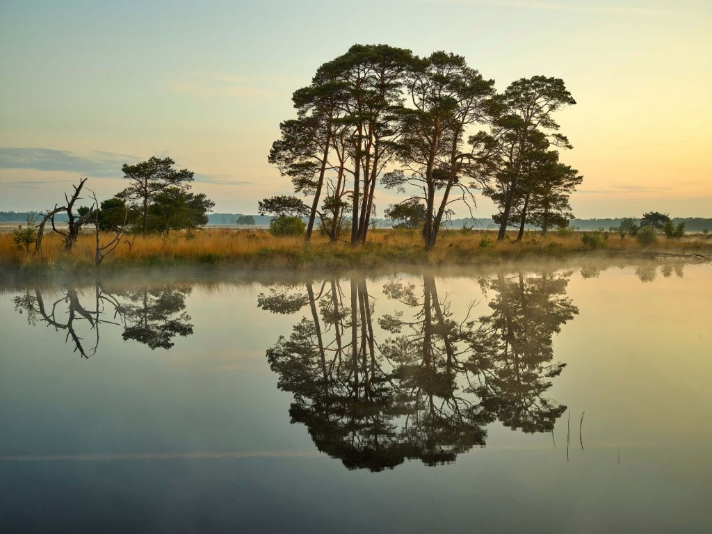 Reflejo en el bosque