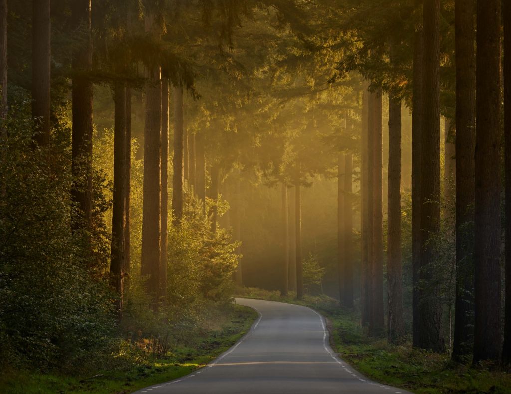 Amanecer en la carretera que atraviesa el bosque