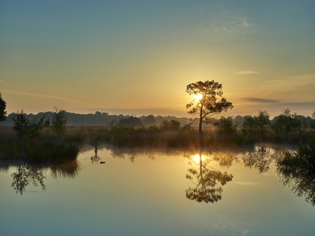 Amanecer en el pantano del bosque