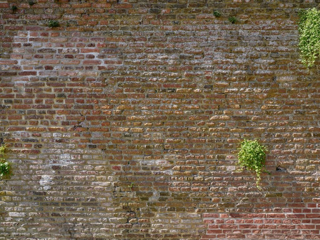 Antigua muralla de piedra con plantas