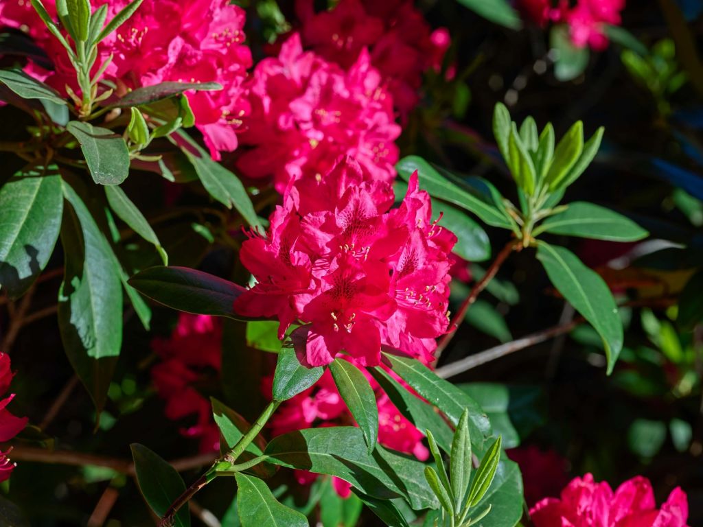 Rododendro