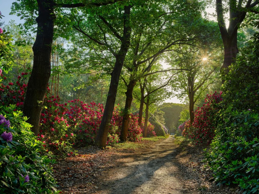 Amanecer en el camino con rododendros